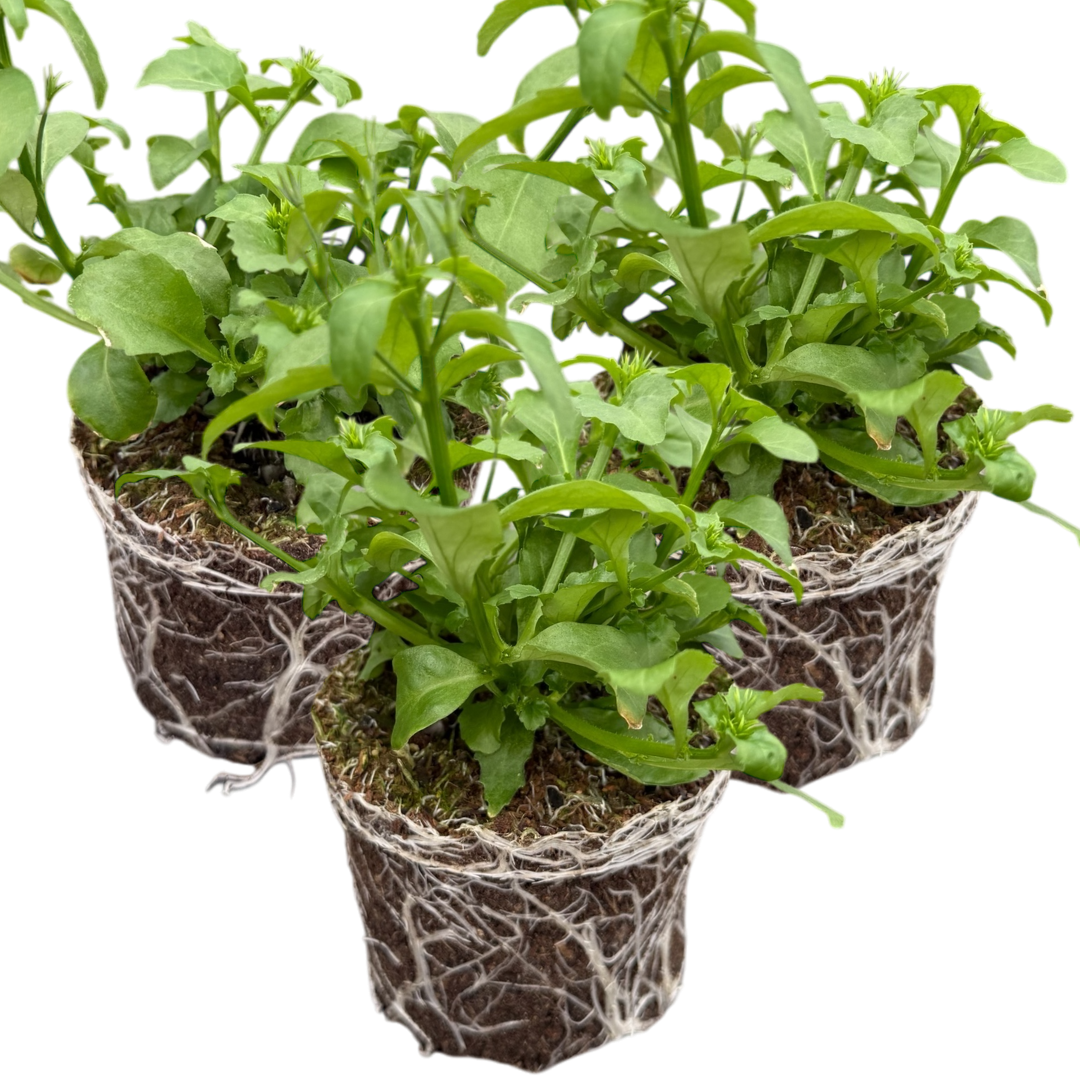 Set of 3 or 6 Large Plants - Lobelia Springs White, Ready to Plant in Your Garden