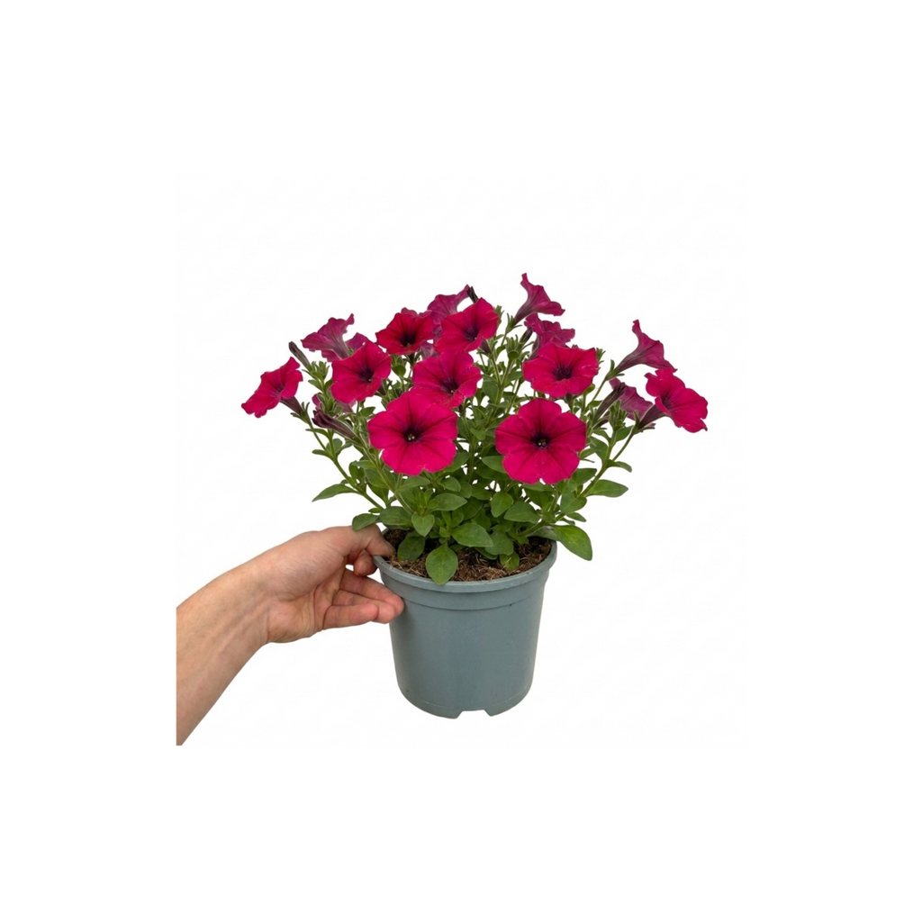 1 Large Plant - Petunia Rimarkable Cherry, Ready to Plant in Your Garden, 2L Pot