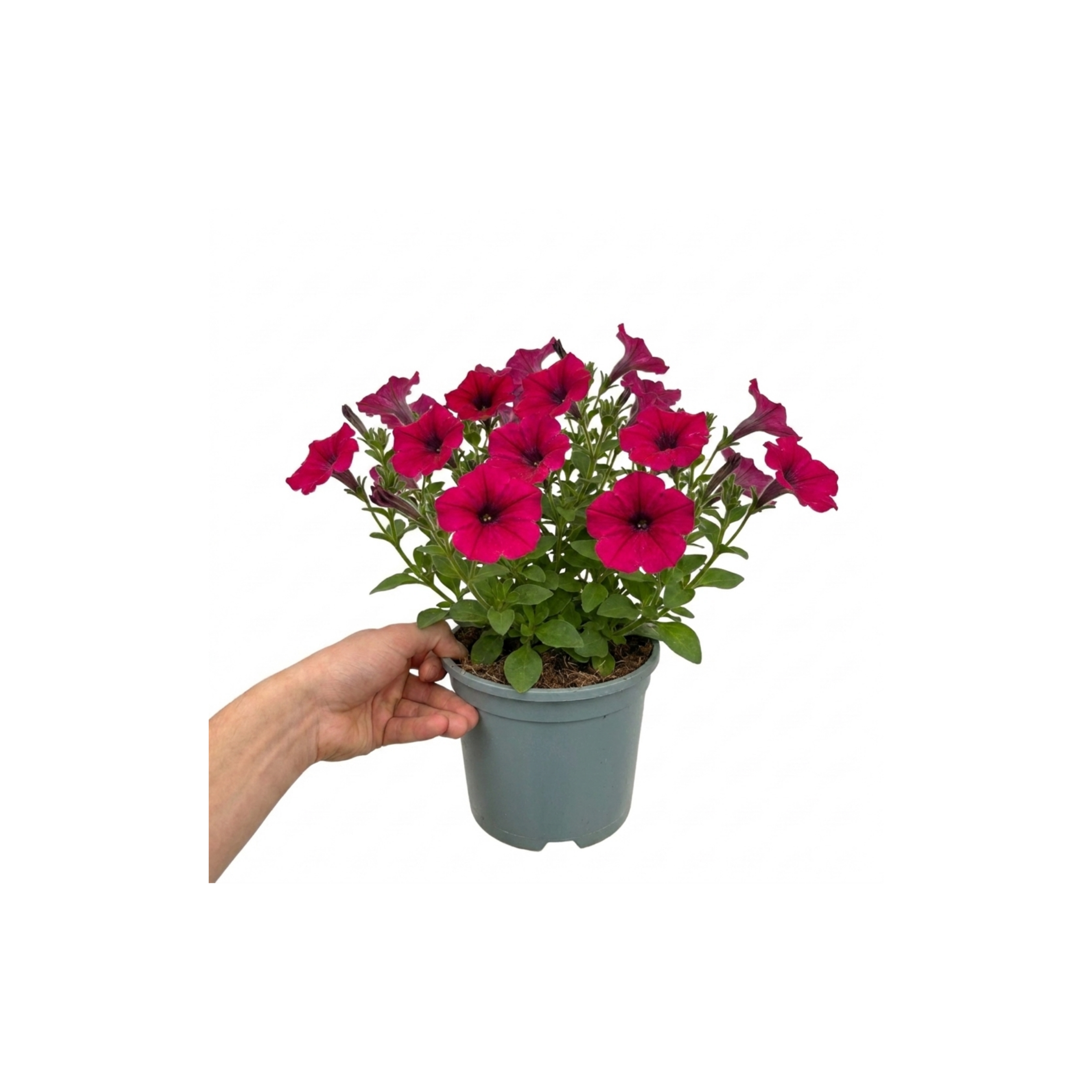 1 Large Plant - Petunia Rimarkable Cherry, Ready to Plant in Your Garden, 2L Pot