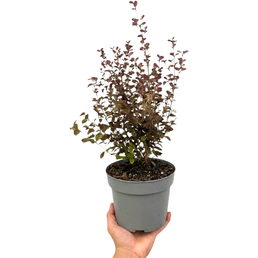 1 Large Plant – Lophomyrtus ‘Purpurea’, Ready to Plant in Your Garden