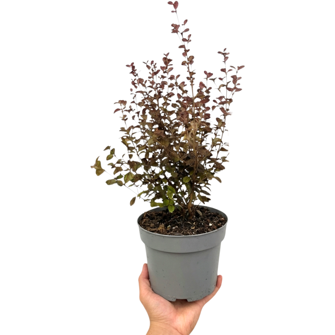 1 Large Plant – Lophomyrtus ‘Purpurea’, Ready to Plant in Your Garden