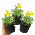 Set of 3 or 6 Garden Ready Plants – Calceolaria Calynopsis ‘Yellow’, Ready to Plant