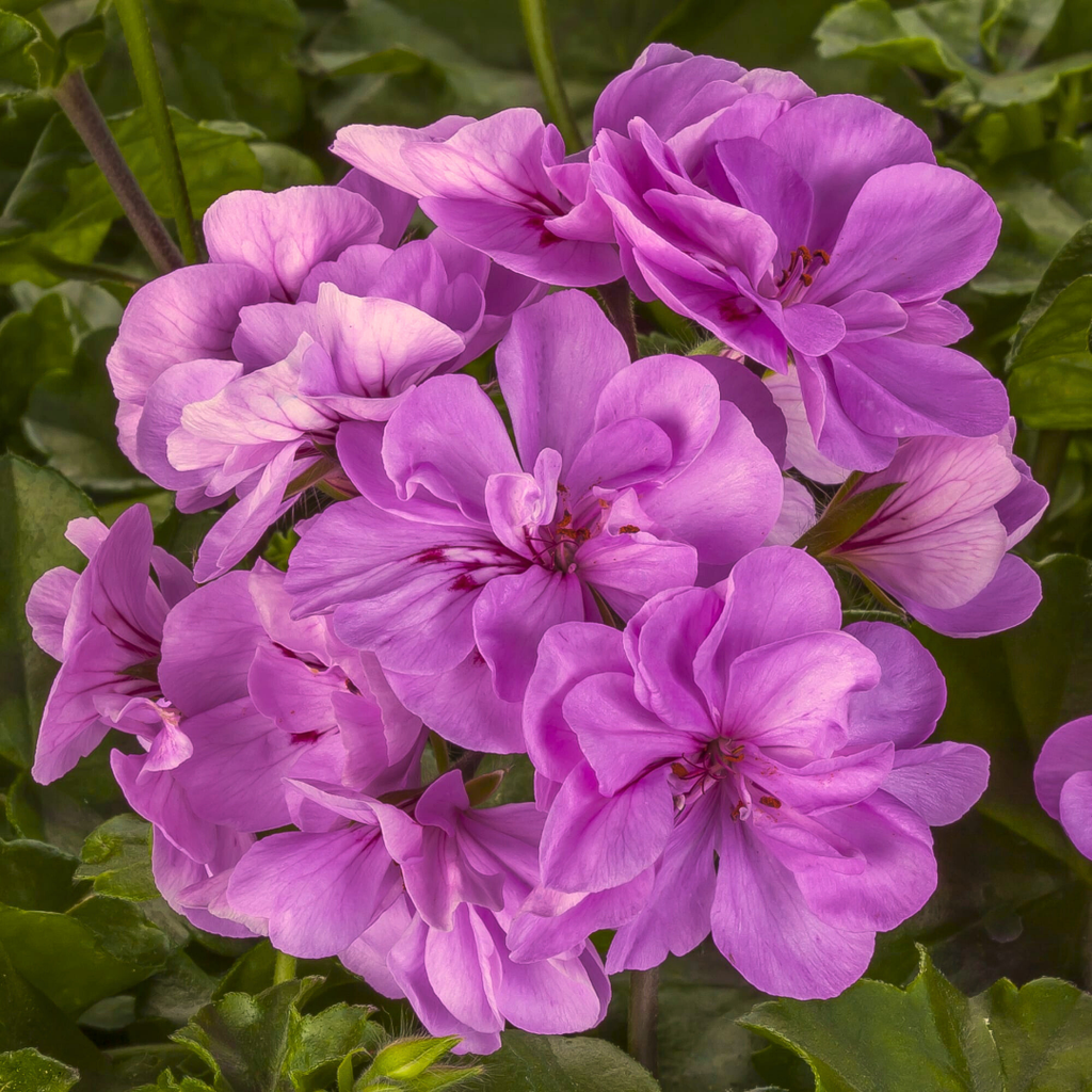 Set of 3 or 6 Large Plants - Geranium Sunflair Amethyst, Ready to Plant in Your Garden