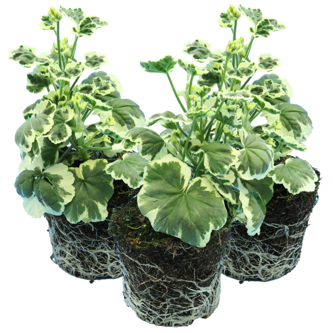 Set of 3 or 6 Large Plants - Geranium Pelgardini Frank Headly, Ready to Plant in Your Garden