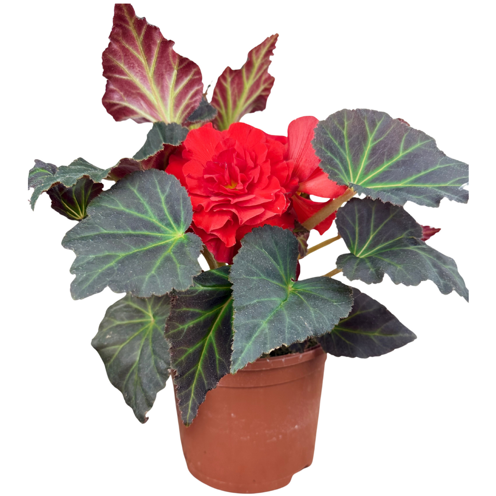 1 Large Plant - Begonia Mocca Scarlet, Ready to Plant in Your Garden, 2L Pot