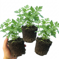 Set of 3 or 6 Italian Flat Leaf Parsley (Petroselinum crispum) Herb Plants, Fresh Kitchen Garden Ready, Outdoor Growing, 1 Litre Root-Ball