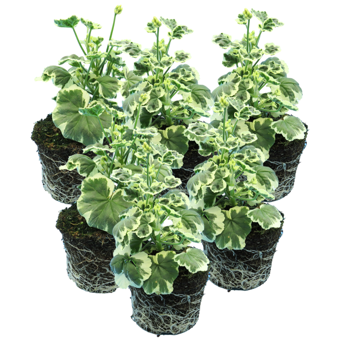 Set of 3 or 6 Large Plants - Geranium Pelgardini Frank Headly, Ready to Plant in Your Garden