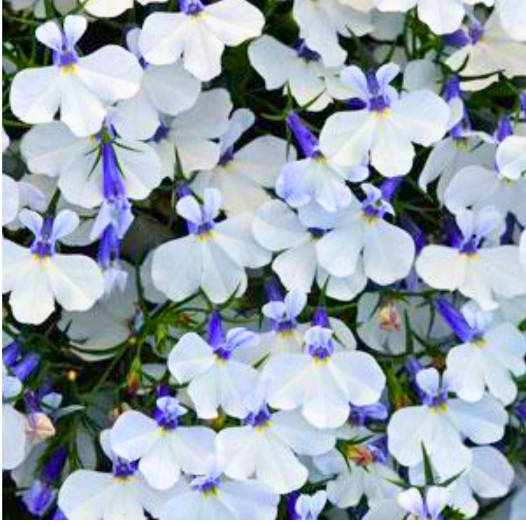 Set of 3 or 6 Large Plants - Lobelia Springs White, Ready to Plant in Your Garden