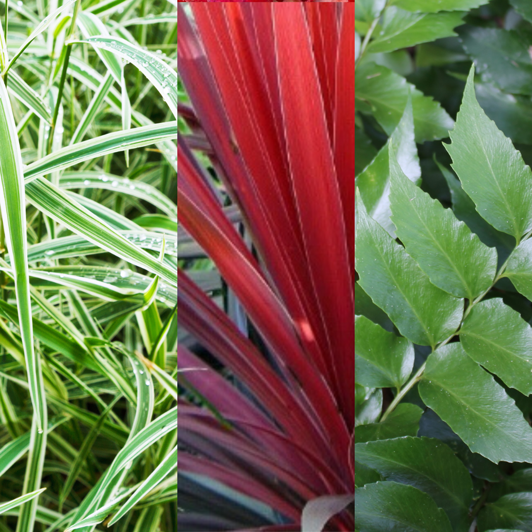 Contemporary Mix - Holly Fern, Grass (Carex Feathe Falls), Cordyline Red Star