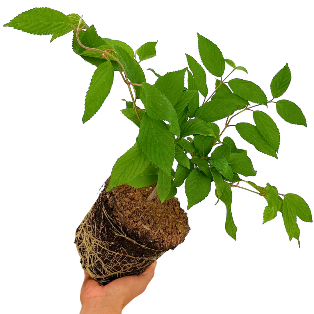 1 Large Plant - Viburnum Mariesii, Ready to Plant in Your Garden, 3L Rootball