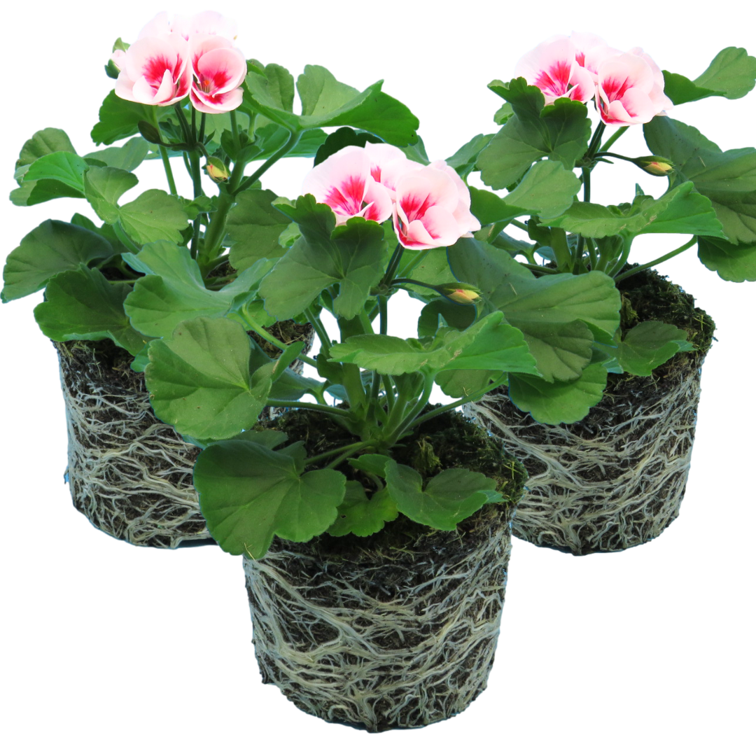 Set of 3 or 6 Large Plants - Garden Ready Pelargonium Toscana Dolce Vita Linus/Smart Splash