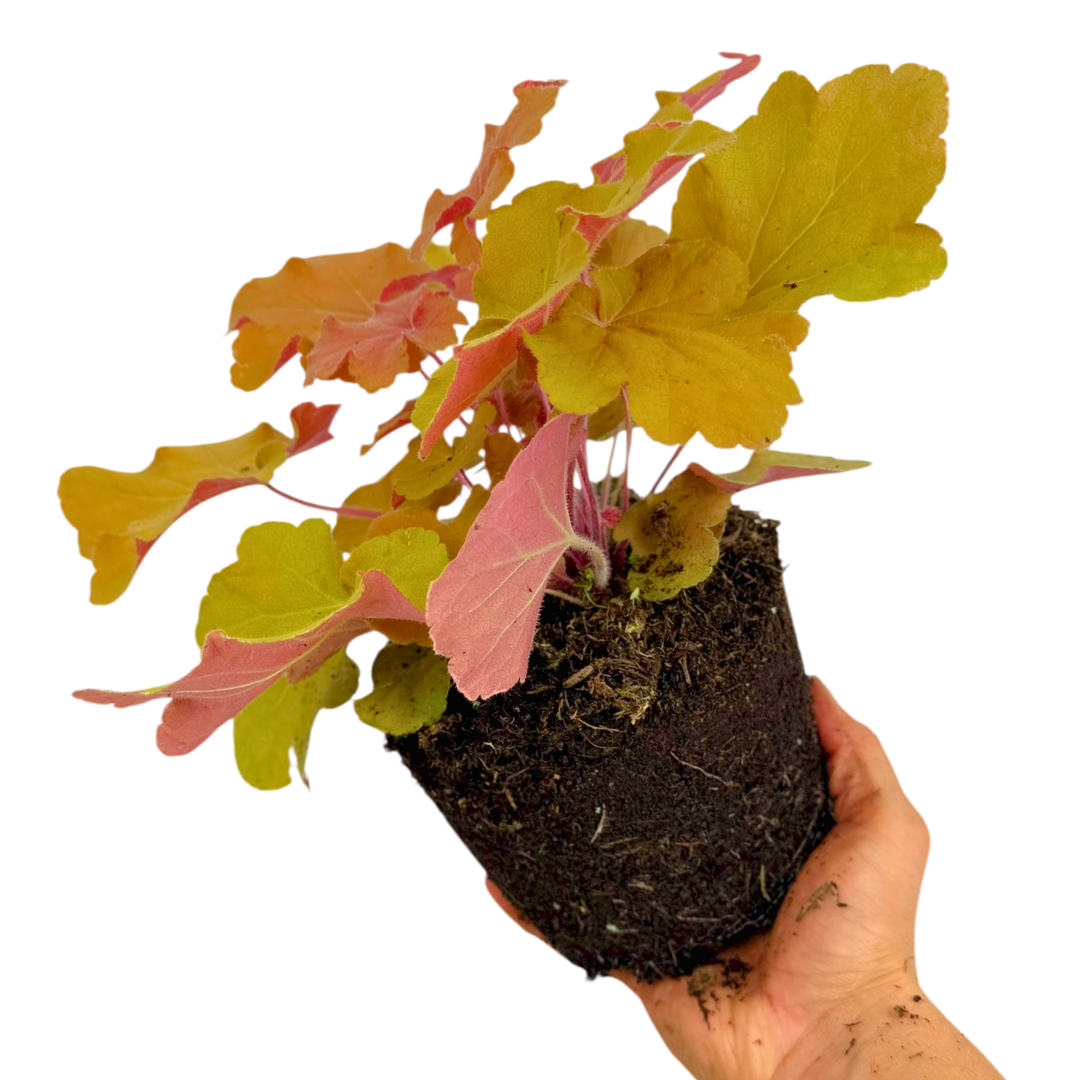 Heuchera Marmalade