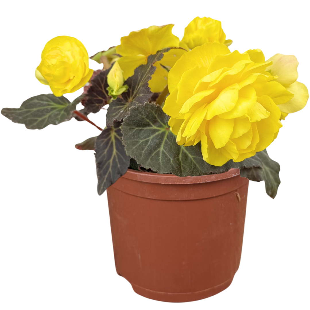 1 Large Plant - Begonia Mocca Yellow, Ready to Plant in Your Garden, 2L Pot