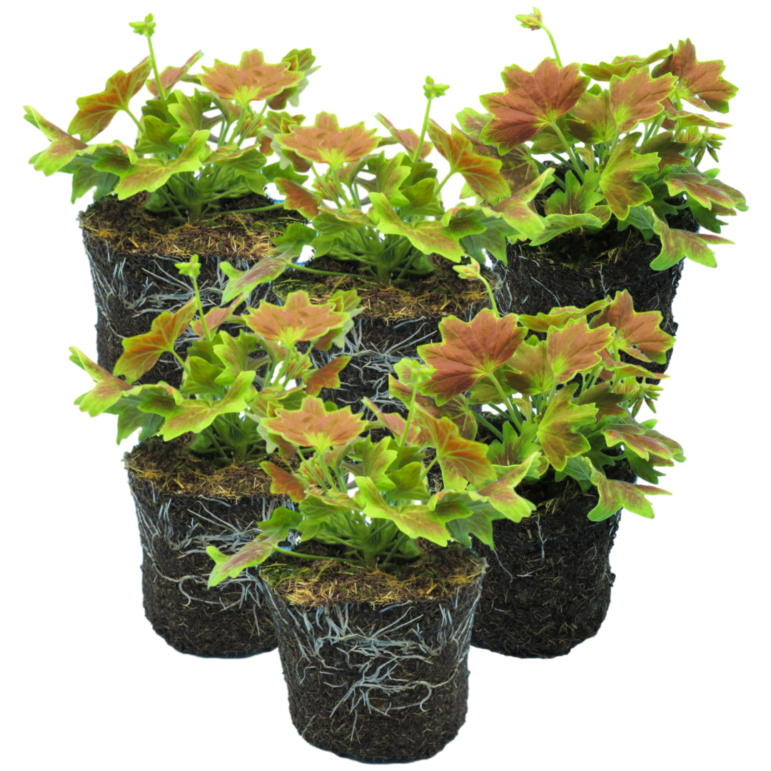 Set of 3 or 6 Large Plants - Geranium Pelgardini Lotusland, Ready to Plant in Your Garden