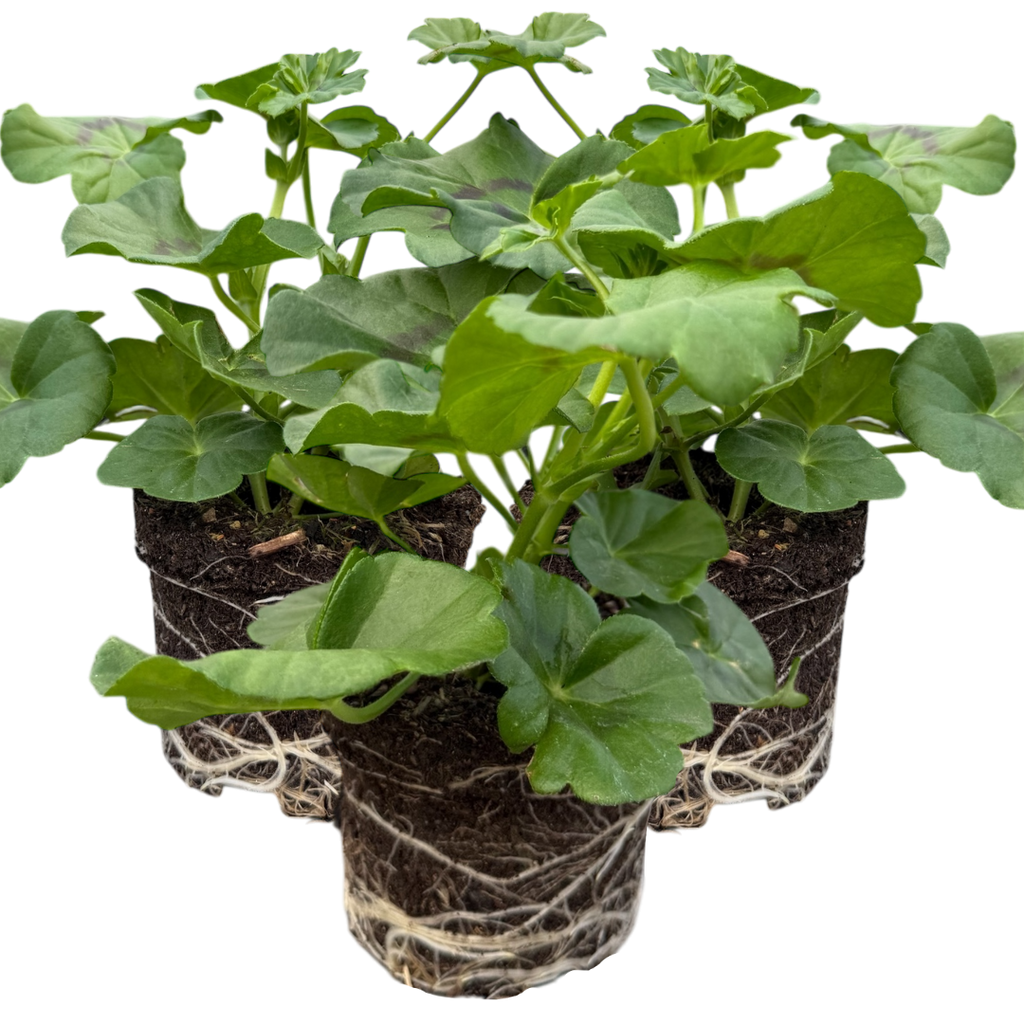 Set of 3 or 6 Large Plants - Geranium Sunflair Amethyst, Ready to Plant in Your Garden