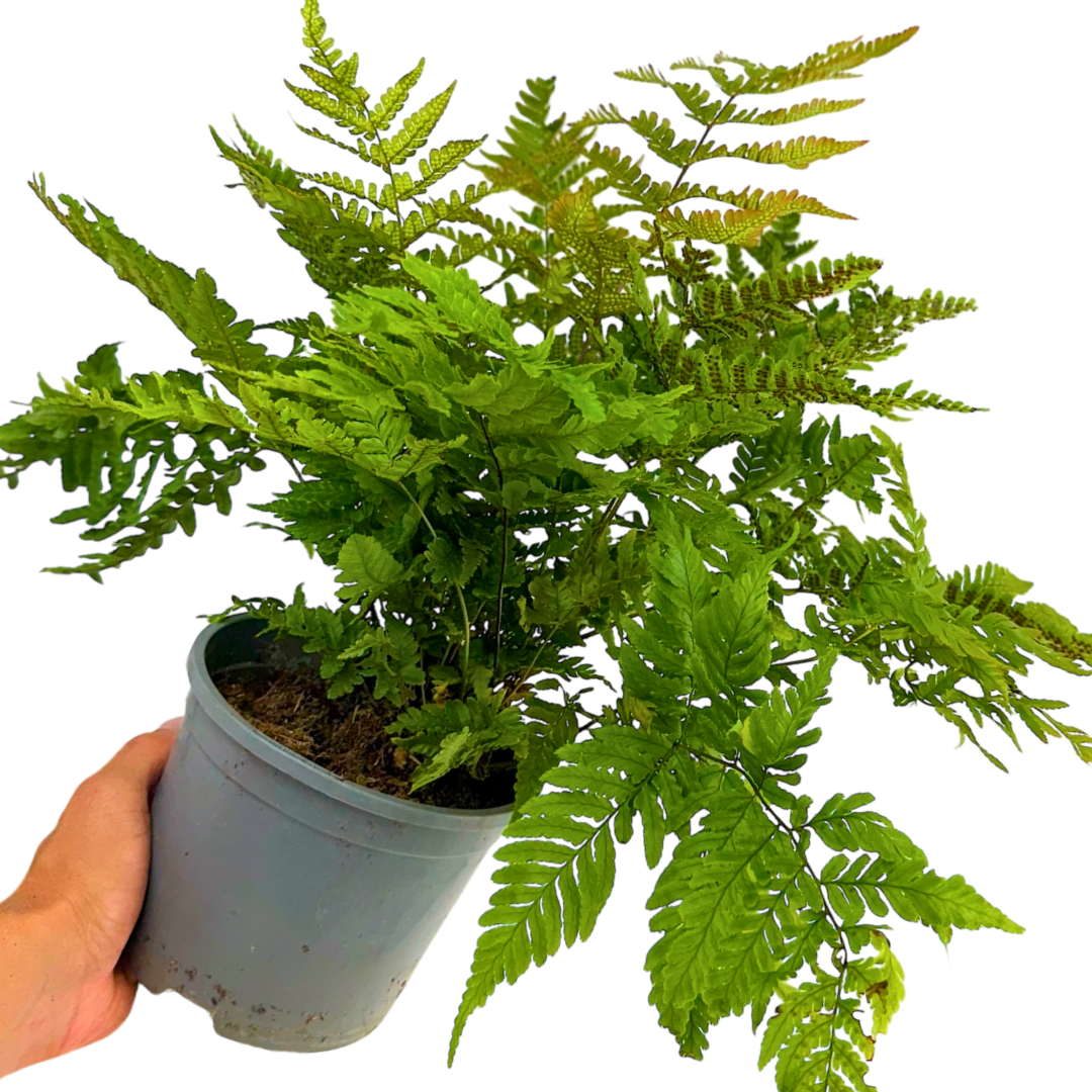Copper Shield Fern Dryopteris Erythrosora