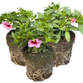 Set of 3 or 6 Large Plants - Calibrachoa Cabaret Early Light Pink Eye, Outdoor Garden Ready