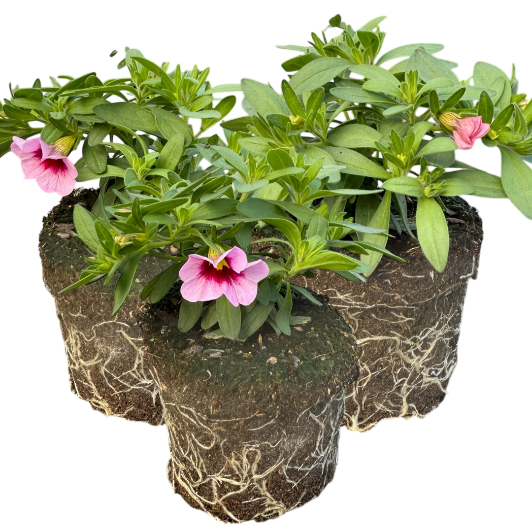 Set of 3 or 6 Large Plants - Calibrachoa Cabaret Early Light Pink Eye, Outdoor Garden Ready