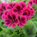 1 Large Plant - Geranium Calliope Deep Rose, Outdoor Garden Ready, 2L Pot