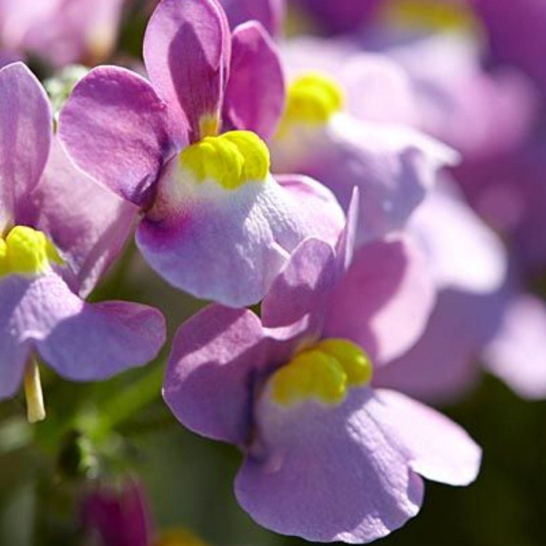 Set of 3 or 6 Large Plants - Nemesia Nuvo Pink Bicolour, Ready to Plant in Your Garden