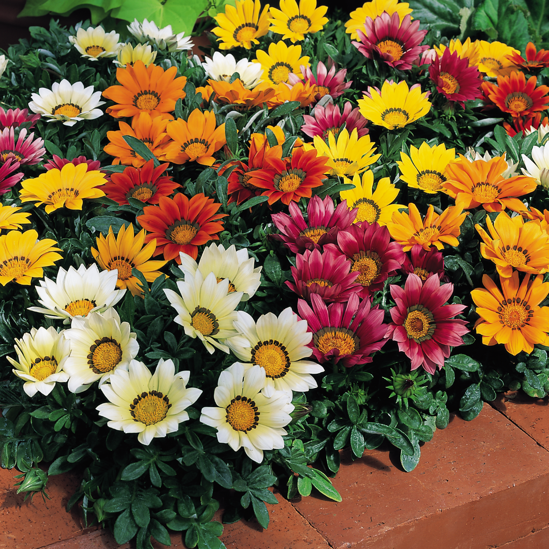 Set of 3 or 6 Large Plants - Gazania Kiss Any Colour Mix, Ready to Plant in Your Garden