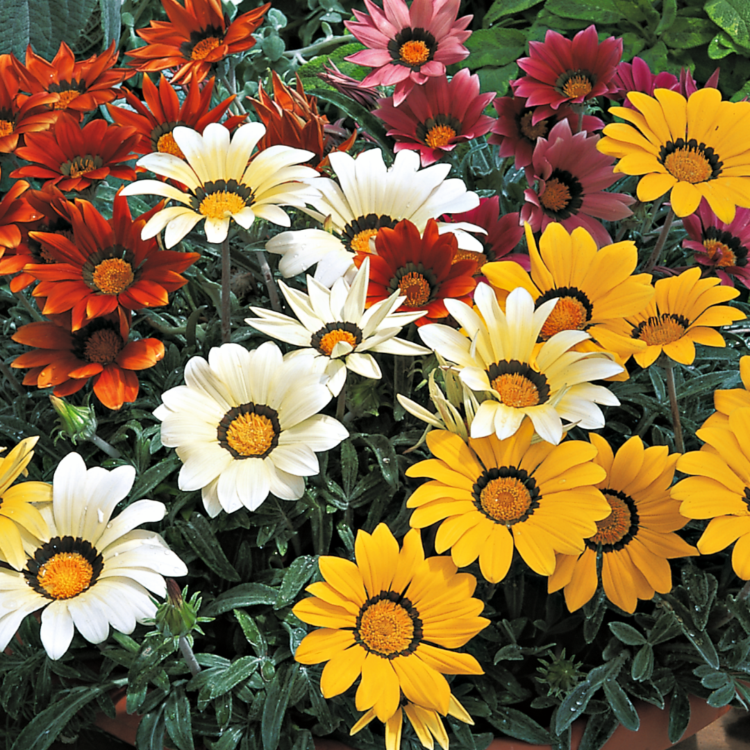 Set of 3 or 6 Large Plants - Gazania Kiss Any Colour Mix, Ready to Plant in Your Garden