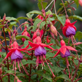 1 Large Plant - Upright Fuchsia Fuchsita Red & Lavender, Outdoor Garden Ready
