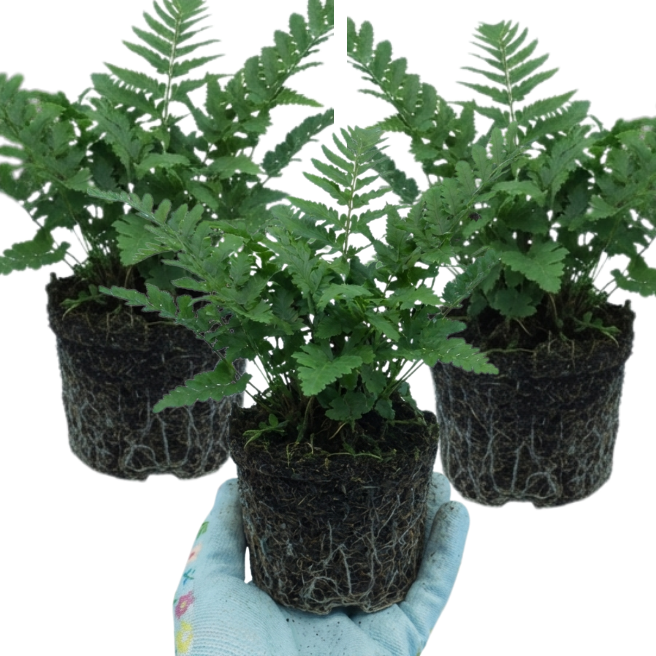 Set of 3 or 6 Dryopteris Linearis Polydactyla Male Fern Plants, Hardy Shade Loving Perennial Ferns, Garden Ready, 1 Litre Root-Ball