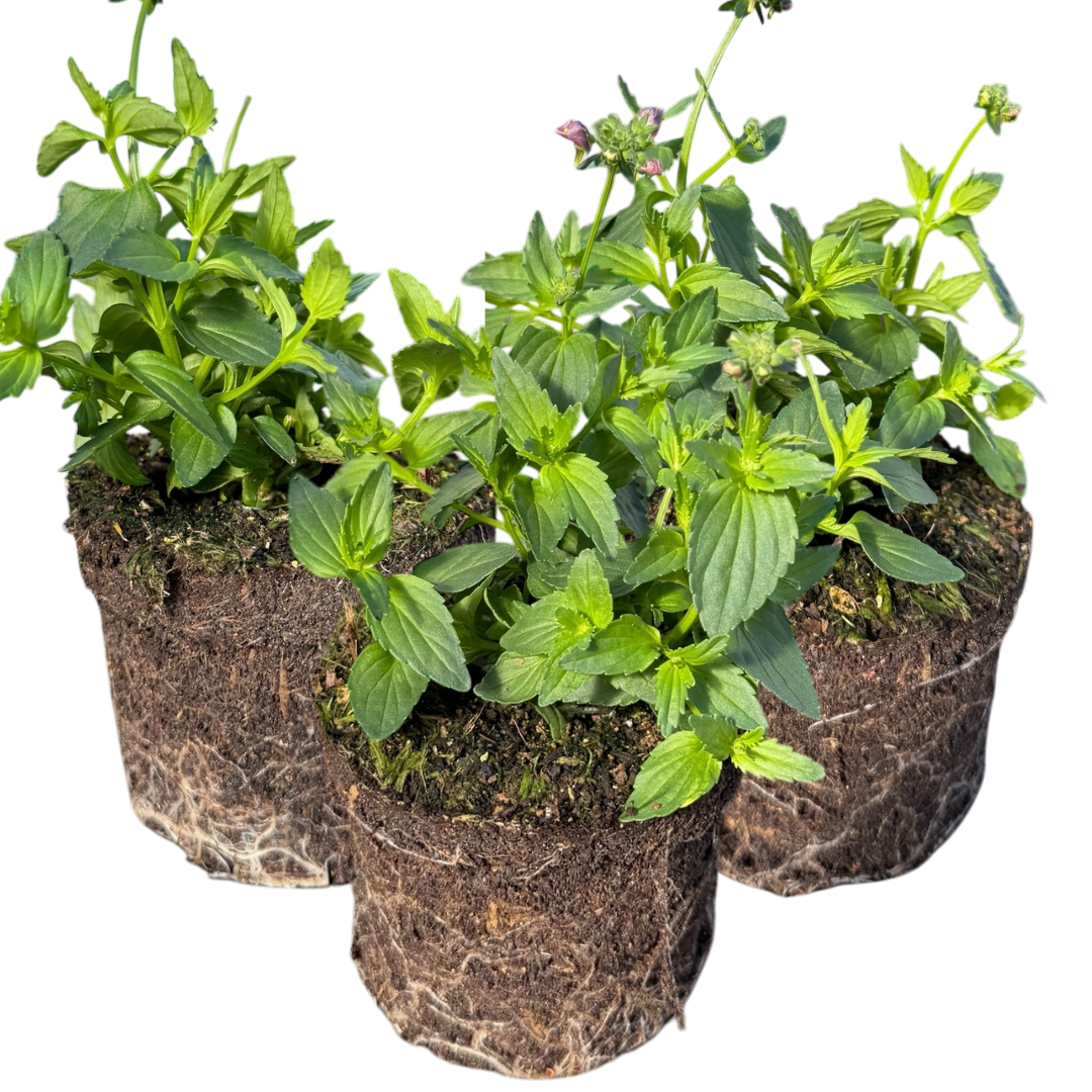Set of 3 or 6 Large Plants - Nemesia Nuvo Pink Bicolour, Ready to Plant in Your Garden