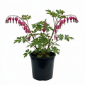 1 Dicentra Spectabilis Bleeding Heart Plant, Hardy Shade Loving Perennial, Garden Ready, 17cm Root-Ball