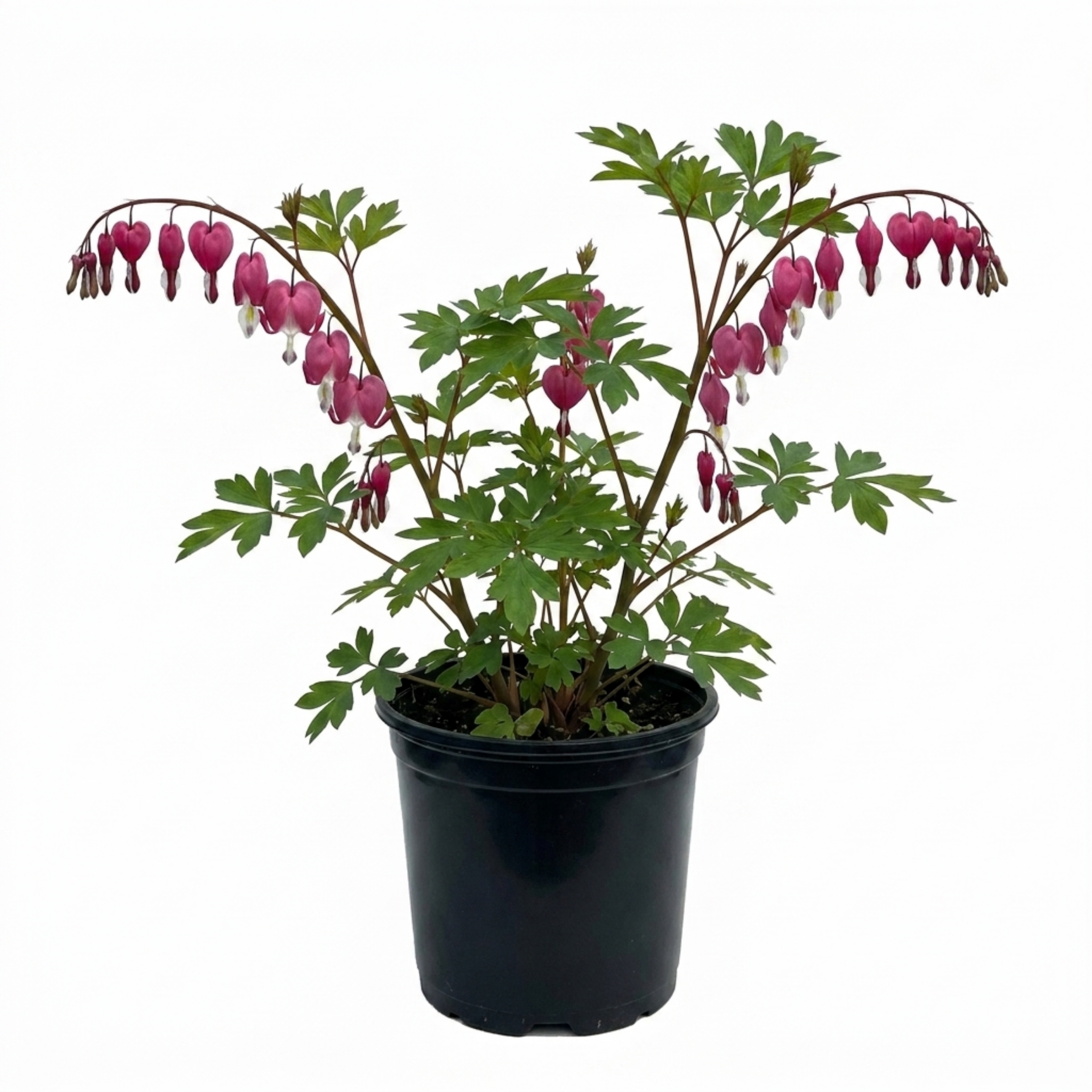 1 Dicentra Spectabilis Bleeding Heart Plant, Hardy Shade Loving Perennial, Garden Ready, 17cm Root-Ball