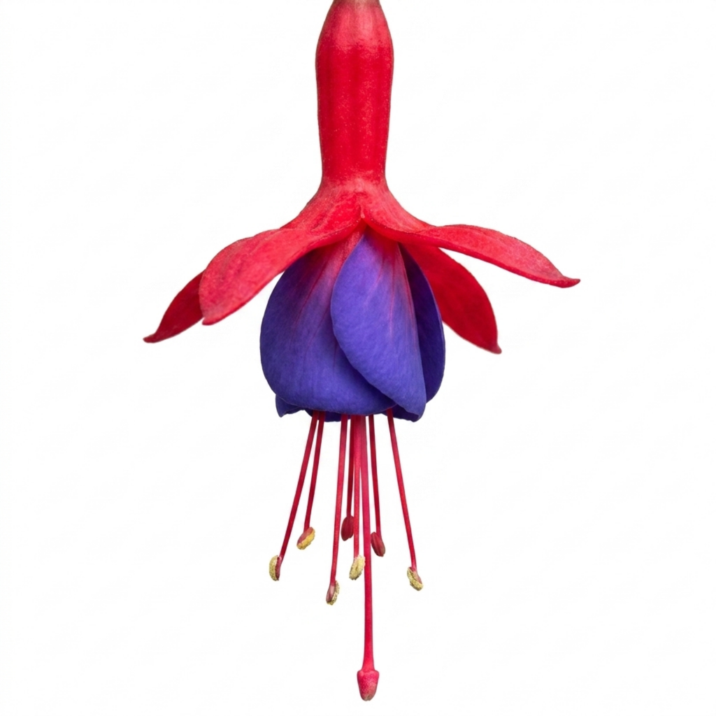 1 Large Plant - Upright Fuchsia Fuchsita Red & Blue, Outdoor Garden Ready, 2L