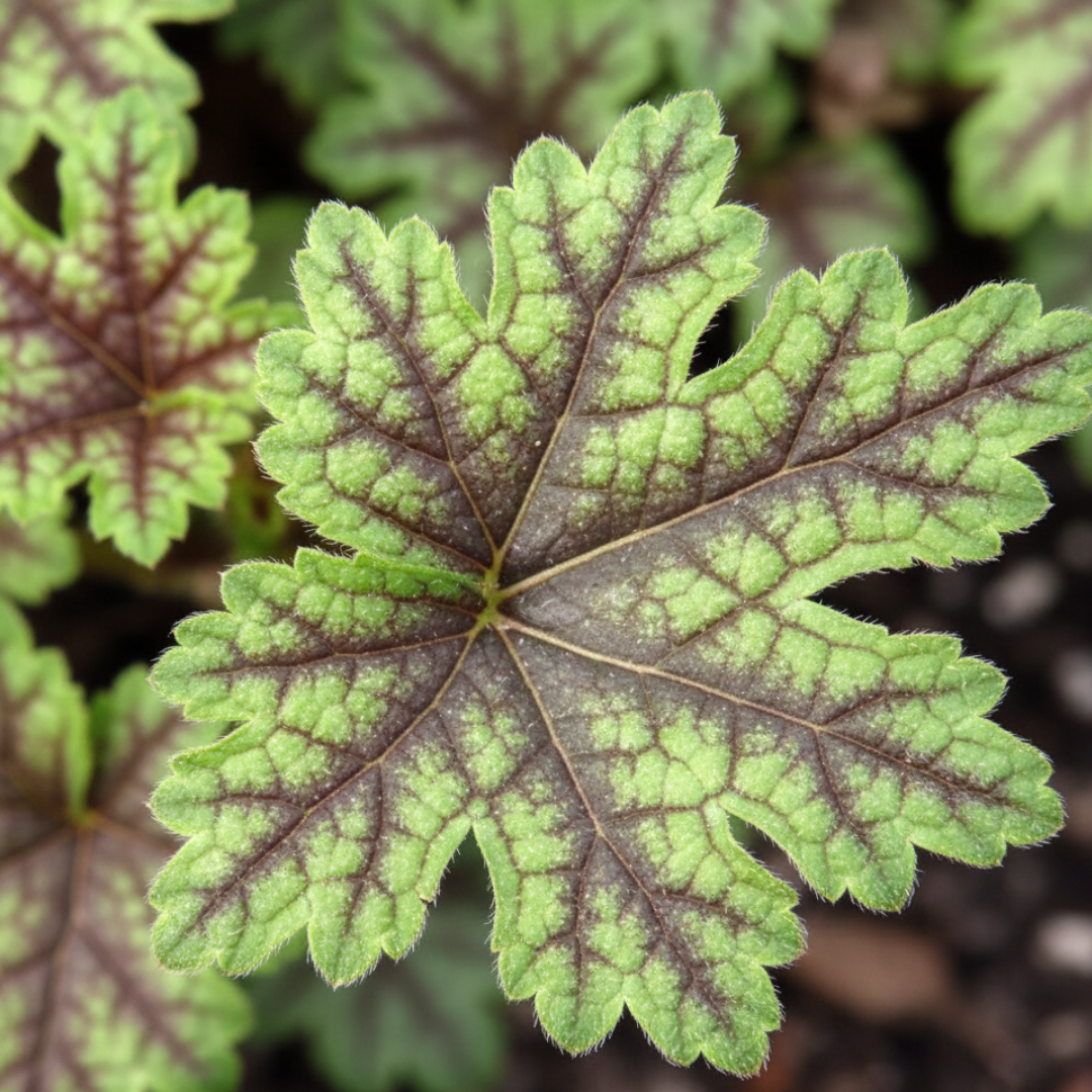 Heuchera Tapestry