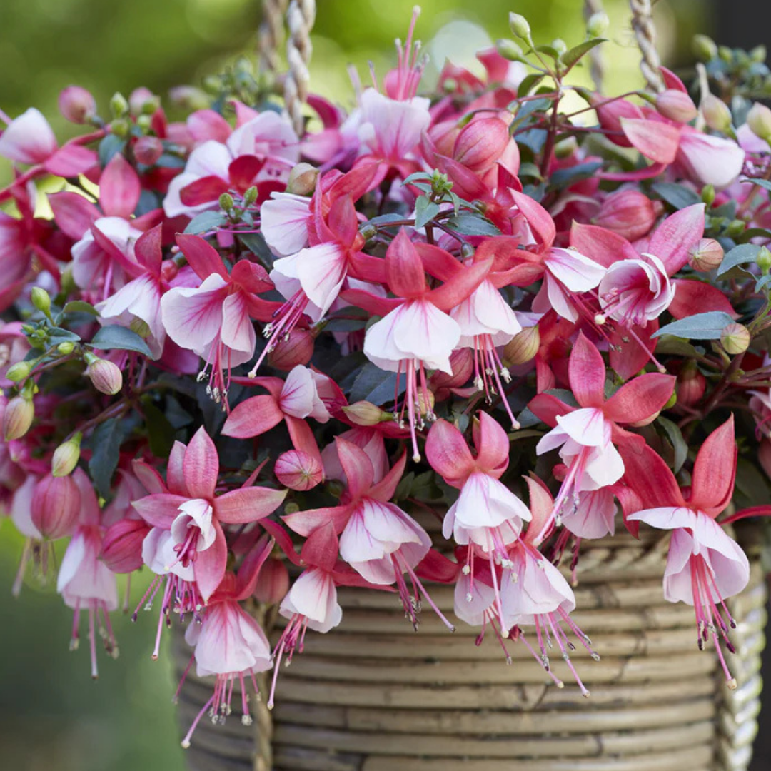 Set of 3 or 6 Large, Outdoor Garden Ready Plants - Fuchsia Bella Hilda (Pink & White)