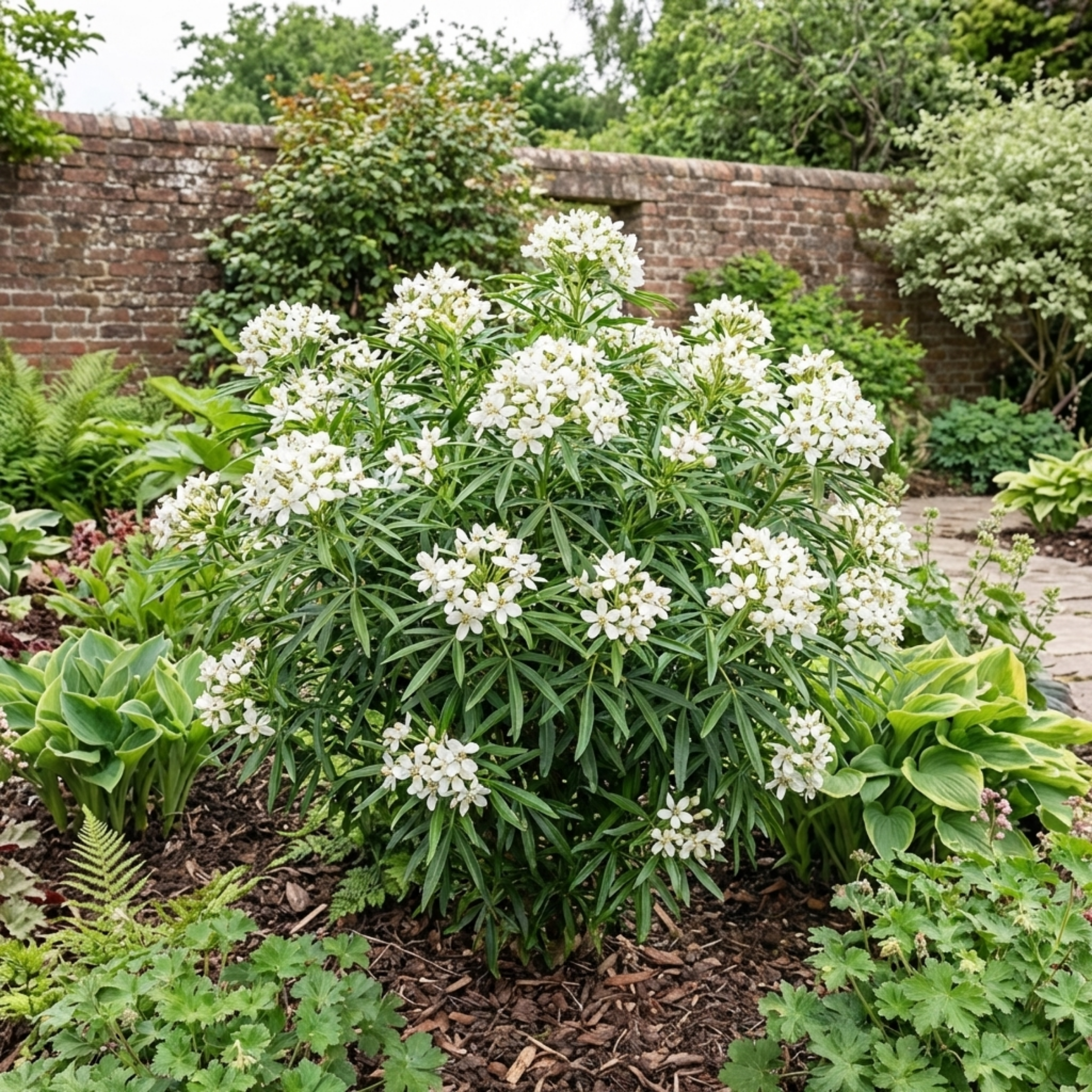 1 Choisya White Dazzler Plant, Fragrant Hardy Evergreen Garden Shrub, Mexican Orange Blossom, 3L Root Ball