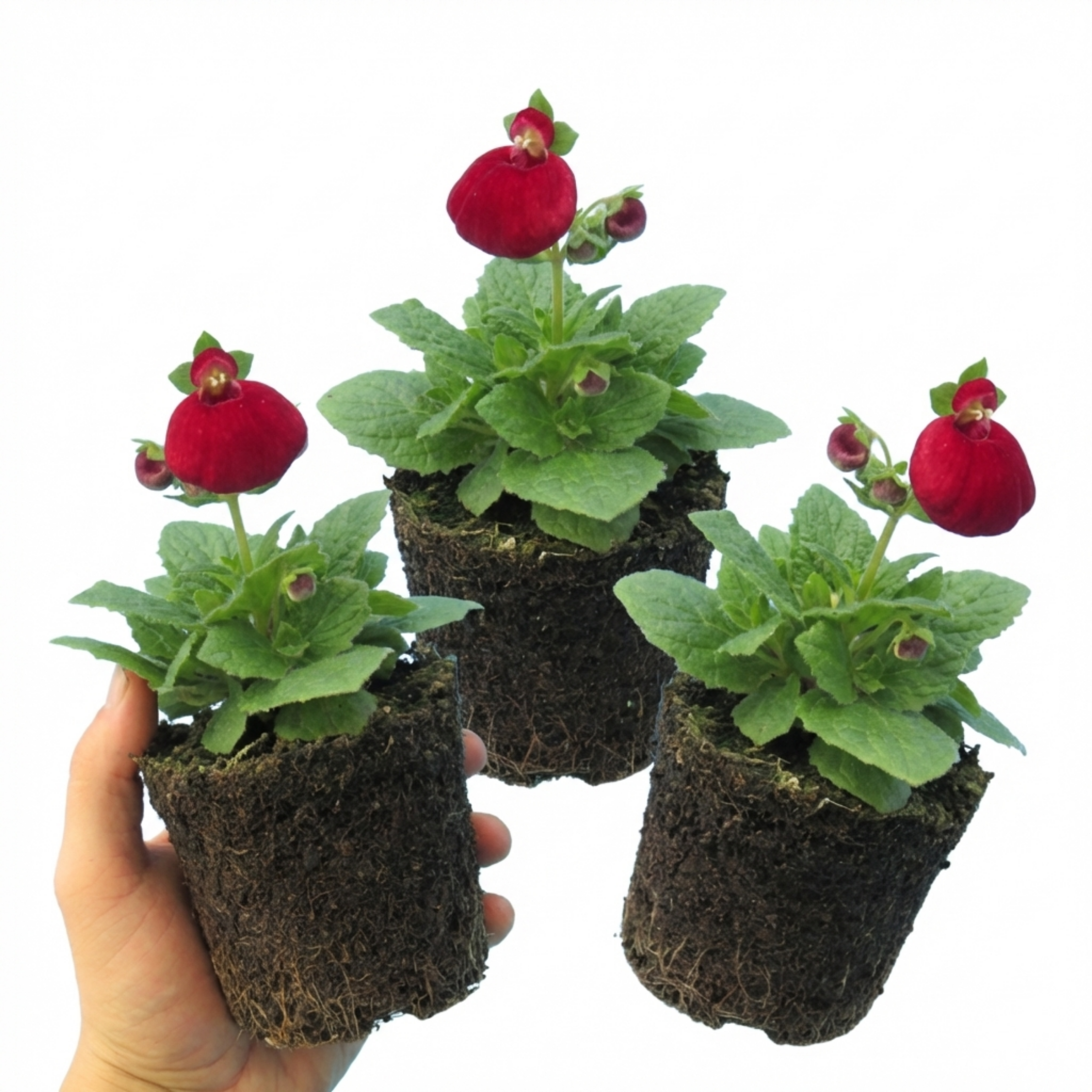 Set of 3 or 6 Garden Ready Plants – Calceolaria Calynopsis ‘Ruby’, Ready to Plant