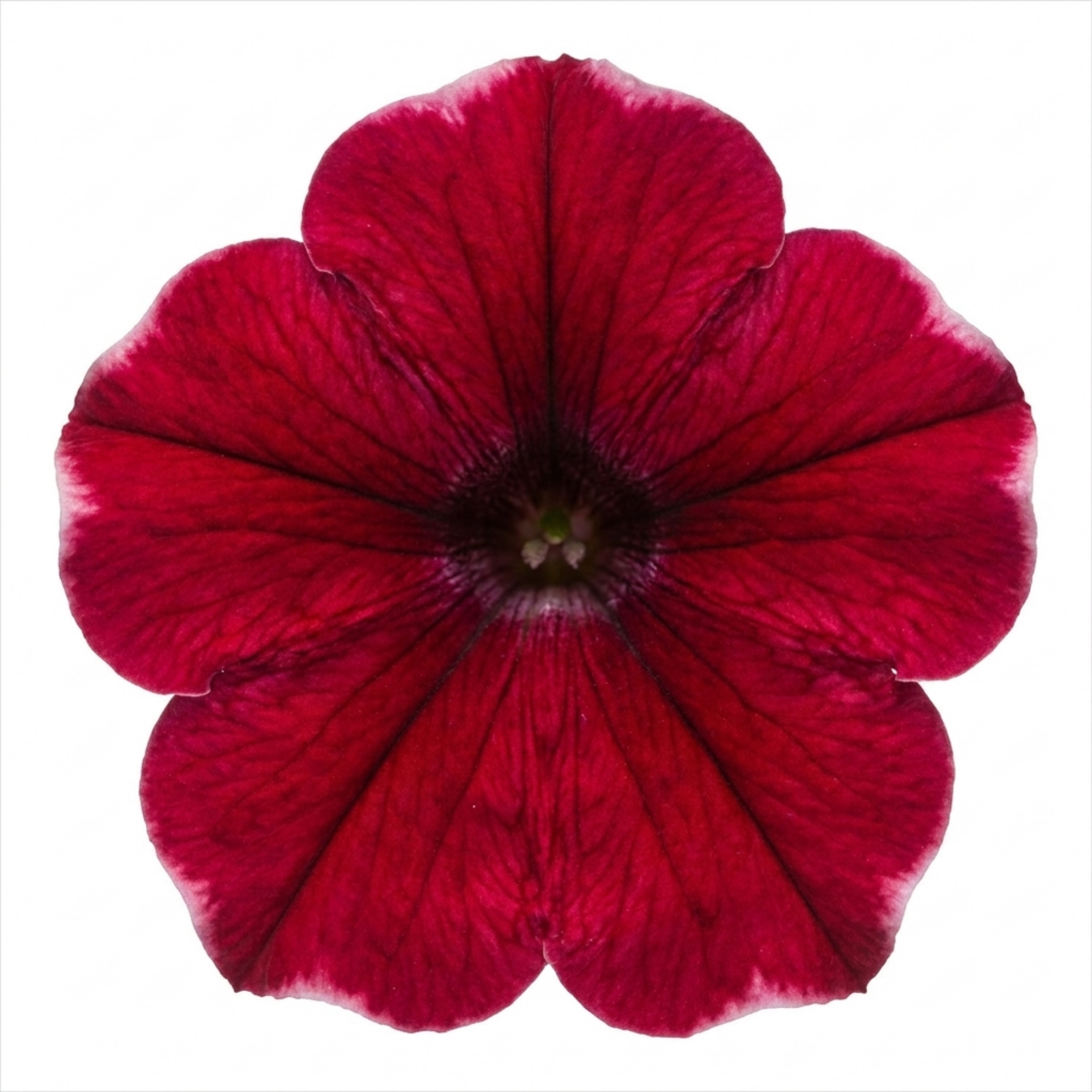 1 Large Plant - Petunia Rimarkable Cherry, Ready to Plant in Your Garden, 2L Pot